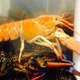 An orange lobster in a tank